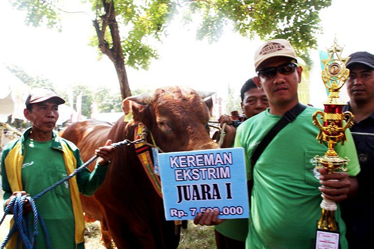 Sapi Super Jumbo Juara I Kontes Ternak Kelas Ekstrim Dijual Rp 180 Juta