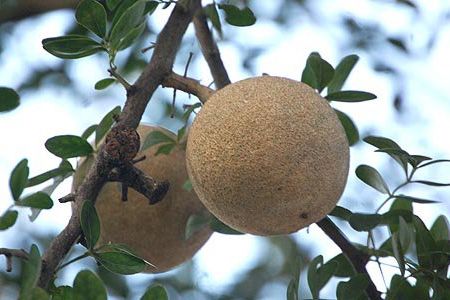 Buah Kawis, Pemanis Alami yang Kaya Nutrisi