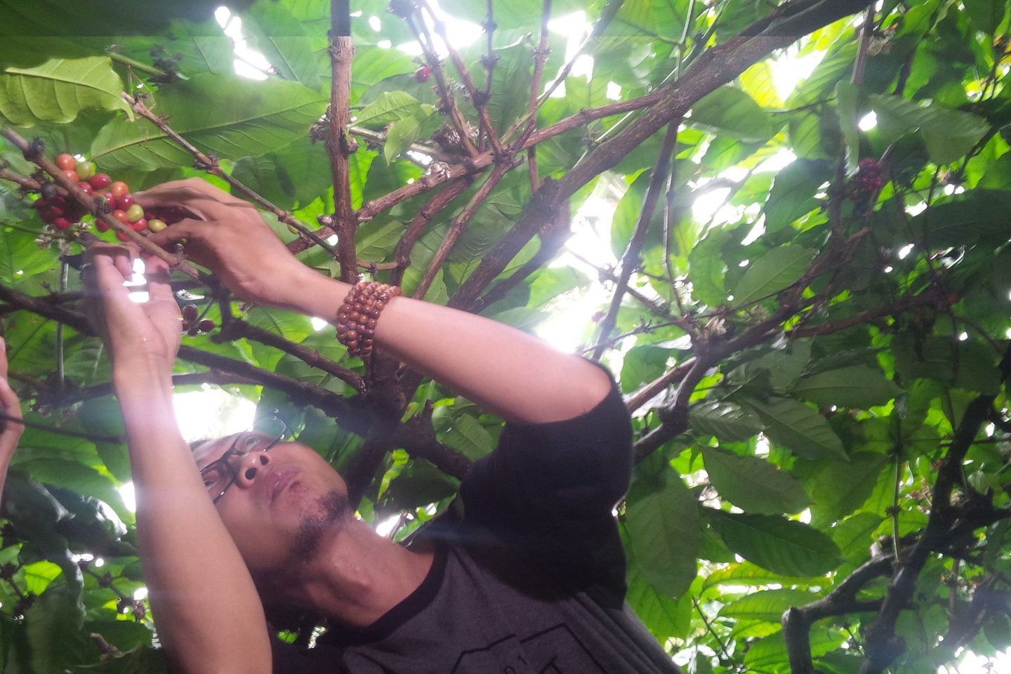 Kopi Banyuwangi, Produktivitas dan Ancaman Tengkulak