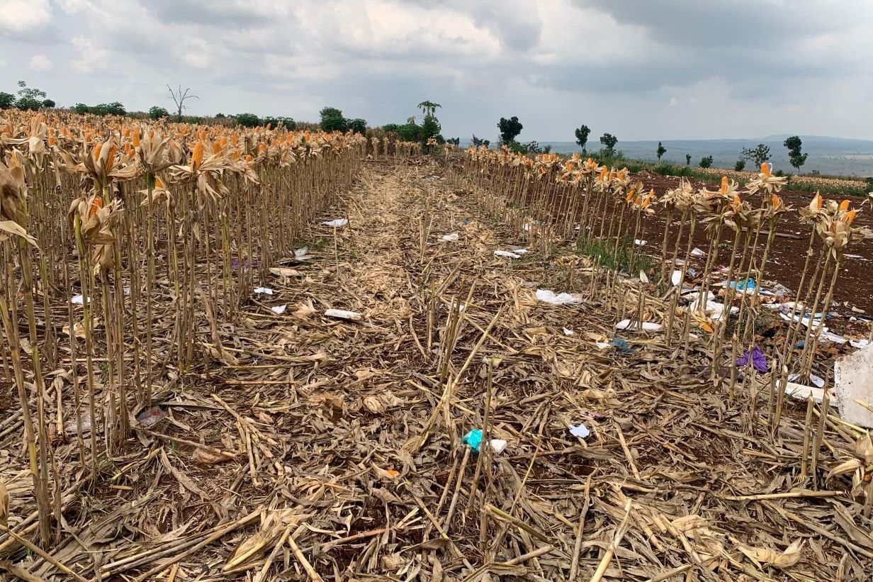 Panen Raya Jagung Presiden di Tuban: Ditanam dan Dirawat Petani, yang Dapat Penghargaan Polri 