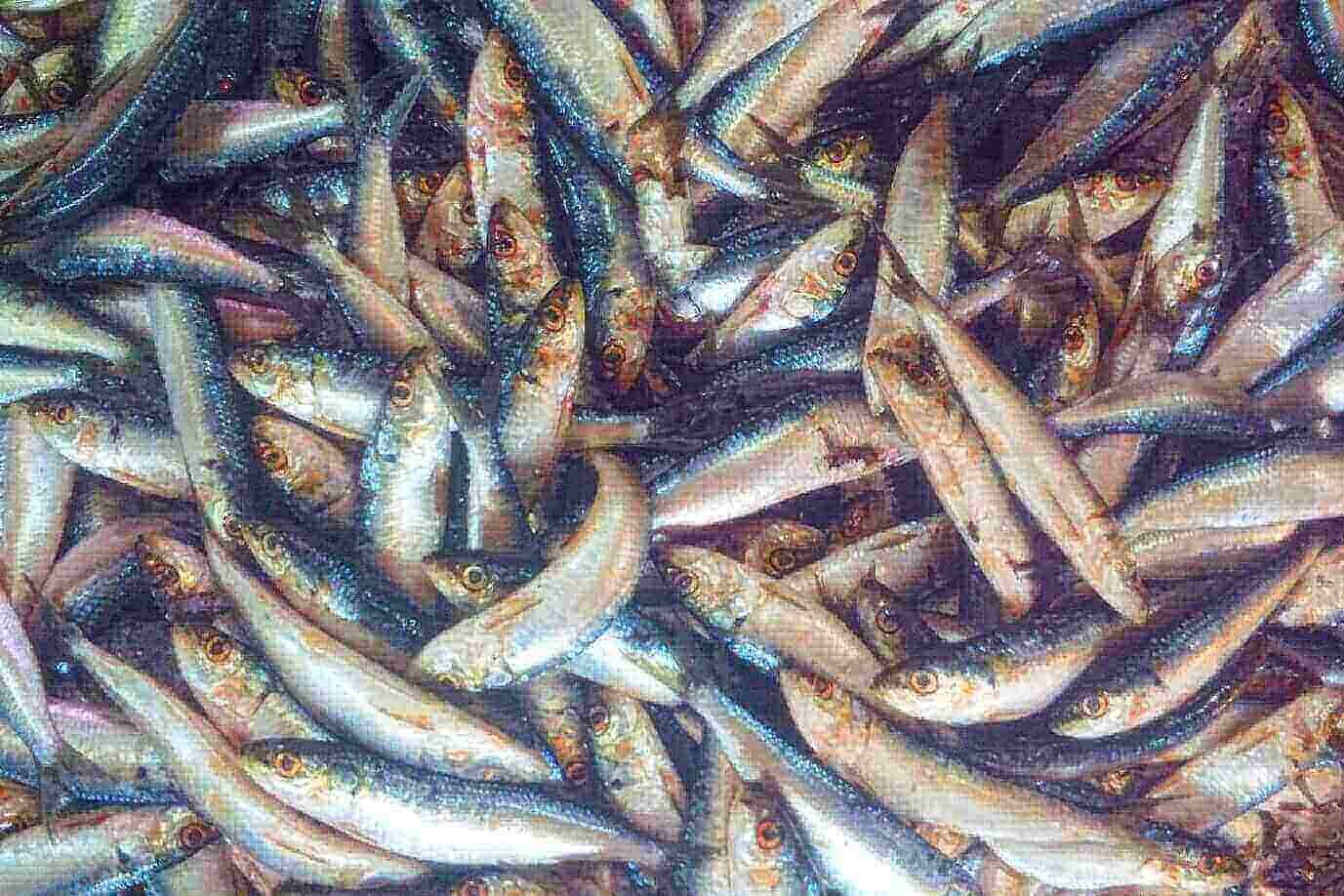Lemuru Hilang, Kejayaan Muncar Melayang