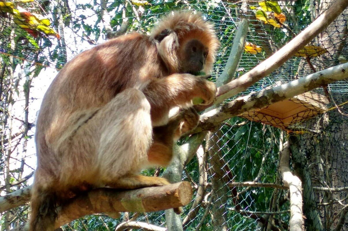 Lima Ekor Lutung Jawa Dilepasliarkan di Hutan Malang Selatan