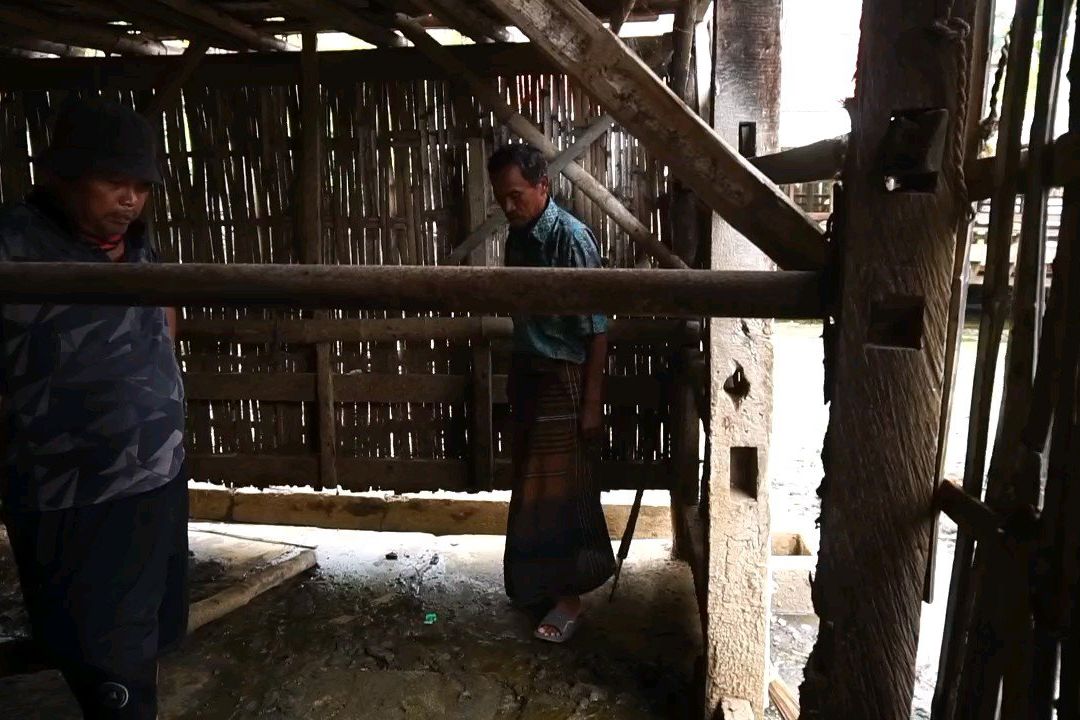 Terekam CCTV, Dua Sapi Limosin Raib Digondol Maling di Leces Probolinggo