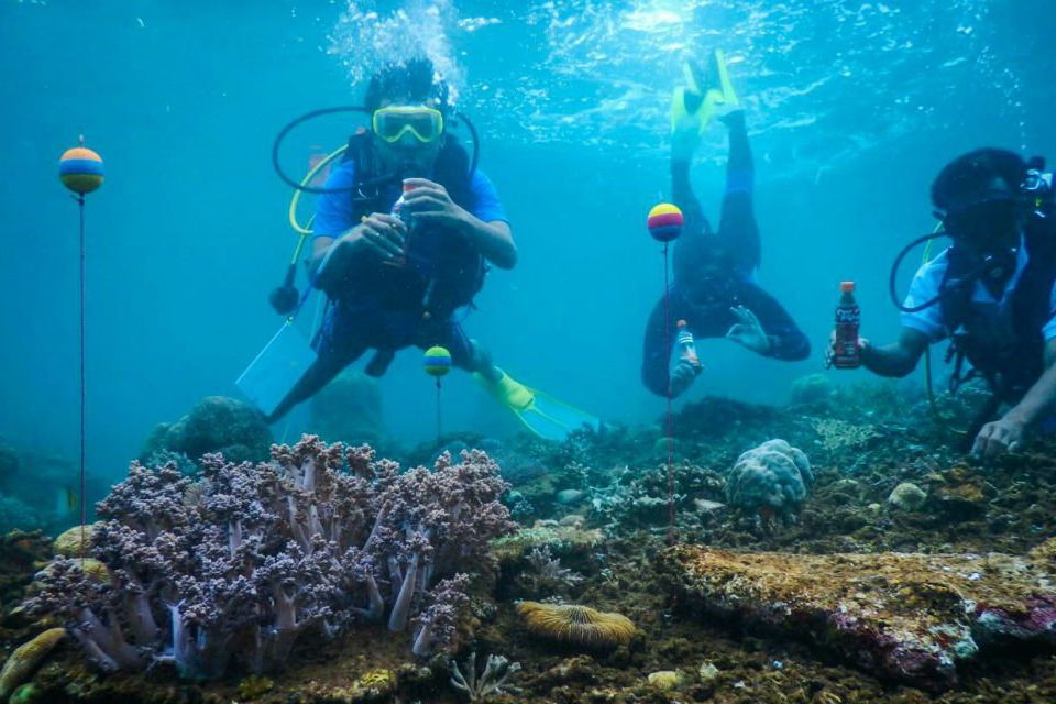Menikmati Tarian Ikan Nemo di Laut Banyuwangi