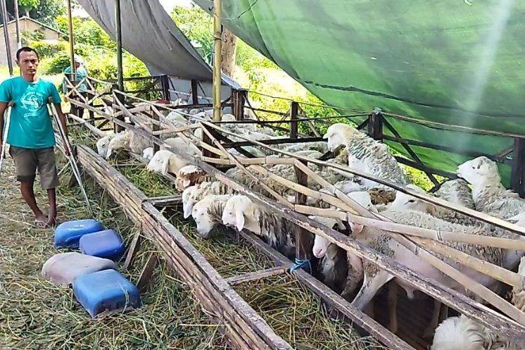 Pedagang Hewan Kurban Probolinggo Kehilangan Puluhan Pelanggan, Saat PPKM Darurat