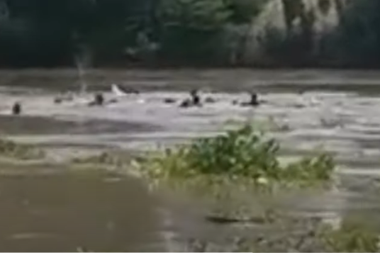 Perahu Penyeberangan di Sungai Bengawan Solo Terbalik