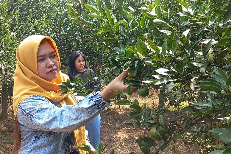 Di Balik Wisata Petik Jeruk di Mojokerto, Pengunjung Bebas Memetik dan Makan Jeruk Sepuasnya