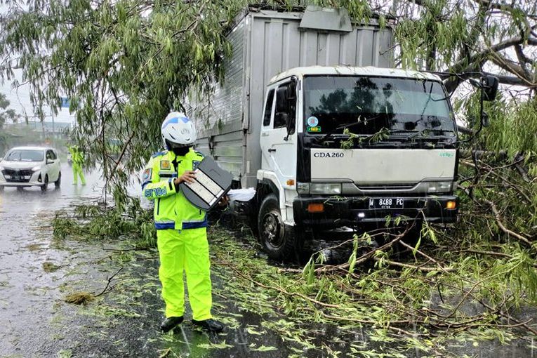 Pohon Trambesi 1,3 meter Tumbang Timpa Kontainer di Jalan By Pass Mojokerto