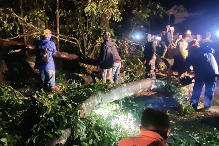 Hujan Disertai Angin Kencang, Pohon Sono di Jalur Cangar-Pacet Tumbang, Satu Pengemudi Tewas