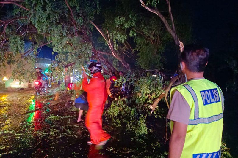 Pohon Tumbang di Jalur Pantura Pajarakan Probolinggo Timpa Seorang Pengendara Motor