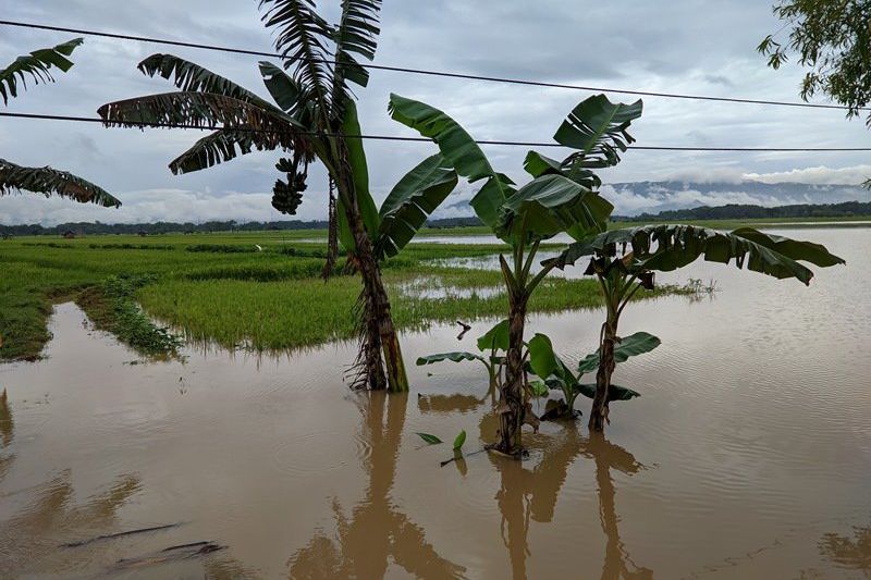 220 Hektar Sawah di Ponorogo Terendam, Petani Tak Ikut Asuransi