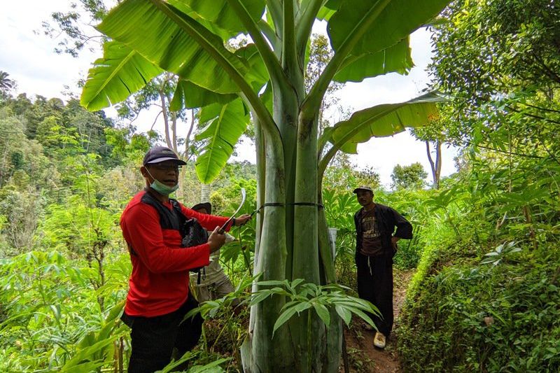 Pisang Raksasa di Ponorogo Sama dengan di Papua, Tak Bisa Dikonsumsi