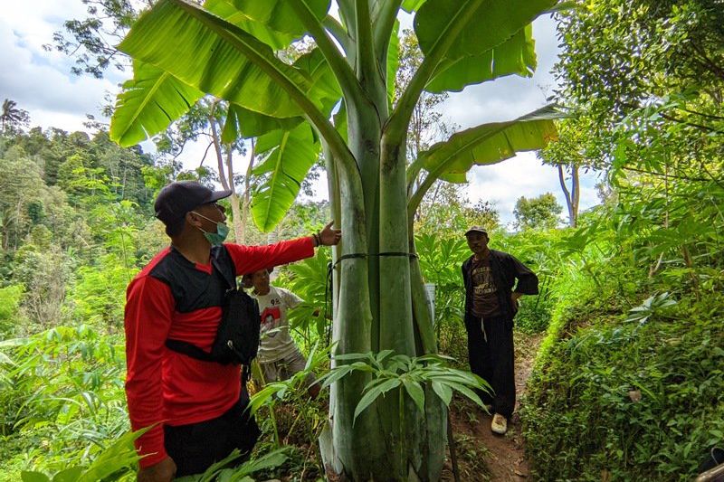 Melihat Pohon Pisang Raksasa “Aladin” di Ponorogo, Berdiameter Hampir 2 Meter