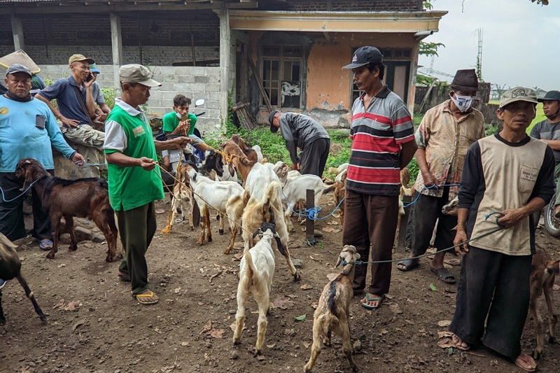 PMK Mewabah, Peternak Kambing di Ponorogo Tetap Berjualan di Pasar