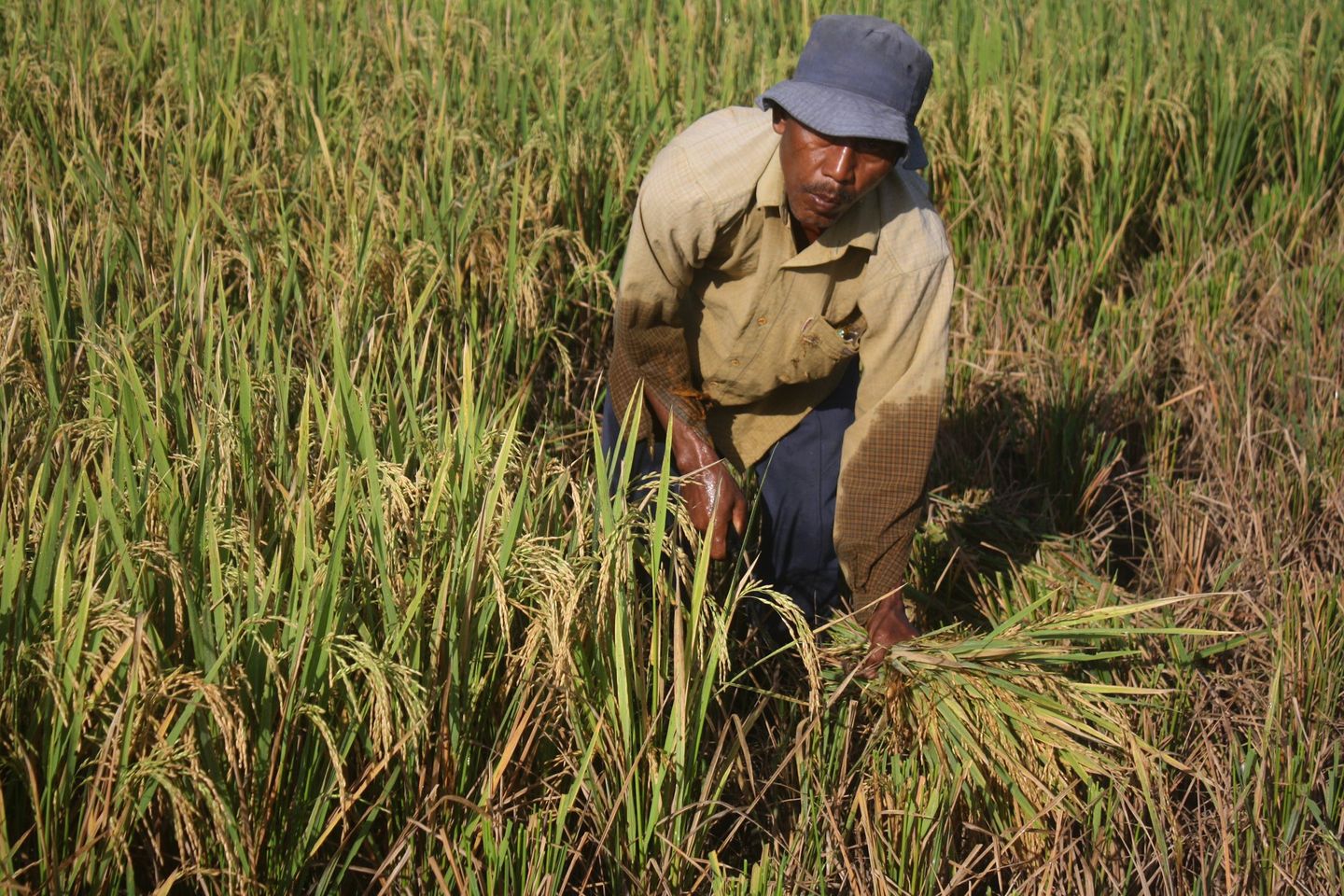 Boyolali Kembangkan Padi Gogo Lahan Tadah Hujan