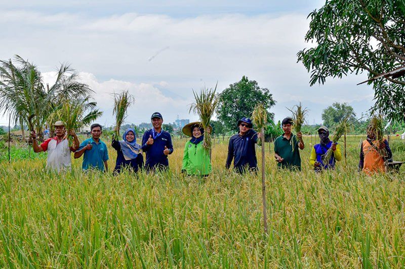 Awal Tahun 2023, Petani Surabaya Panen 22,4 Ton Padi di Lahan Milik Pemkot