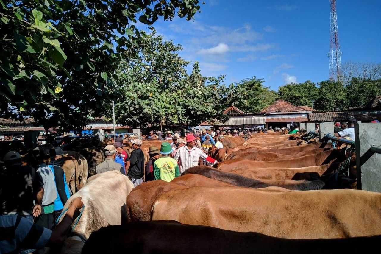 Sapi Jadi Pilihan Pembeli, Harga Kambing Justru Turun di Ponorogo