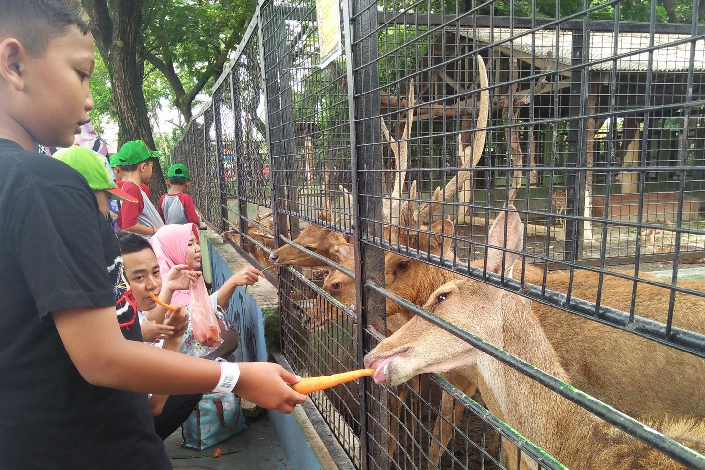 2018, Lima Satwa Ini Lahir di Kebun Binatang Surabaya