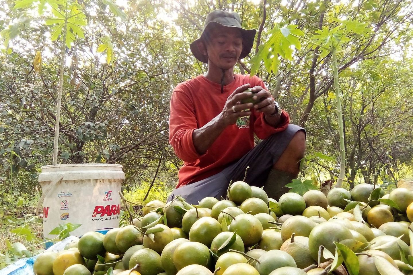SPPG Dongkrak Pendapatan Petani Jeruk Kota Mojokerto