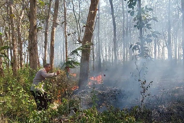 Hutan Jati Milik Perhutani Yang  Terbakar di Malang Berhasil Dipadamkan