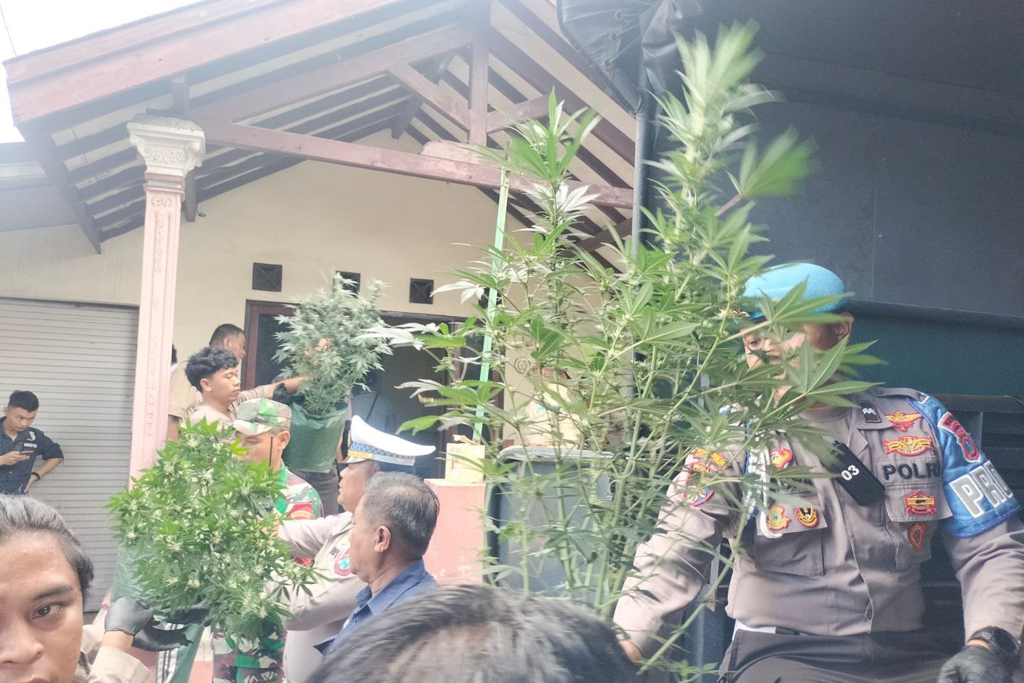 ‎Rumah Kontrakan di Jombang Disulap Jadi Kebun Ganja, Polisi Amankan Ratusan Batang