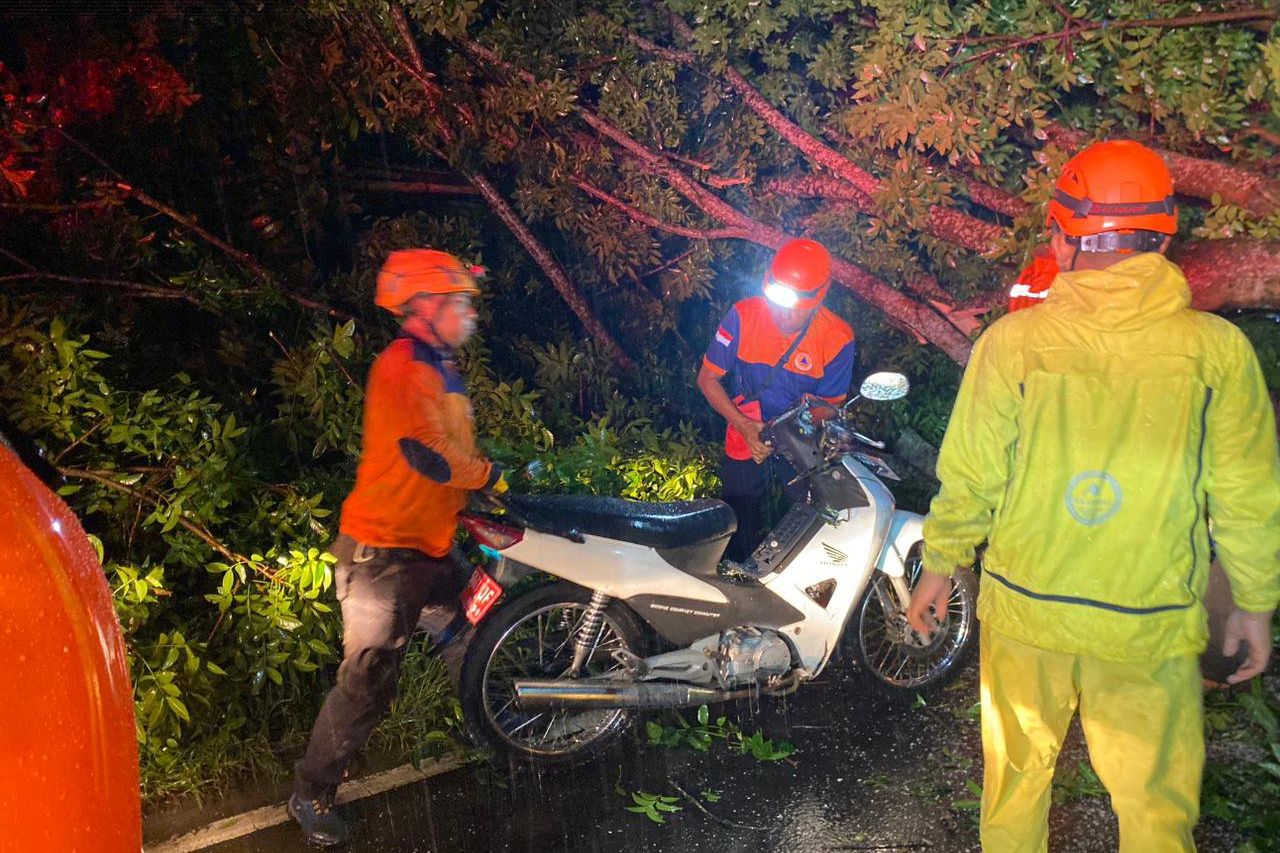 Hujan dan Angin Kencang Terjang Jember, Pohon Tumbang di Enam Kecamatan