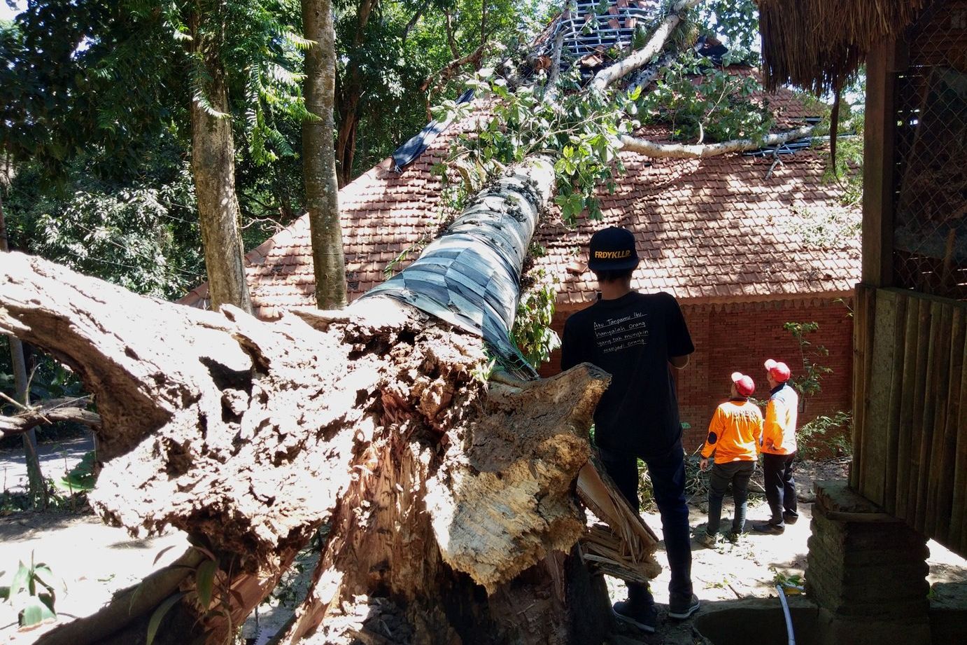 Angin Kencang di Mojokerto Sebabkan Pohon Tumbang
