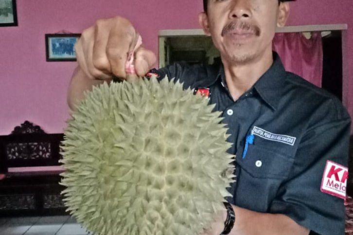 "Raja Tupai" Kaki Argopuro, Durian Khas Krucil Probolinggo