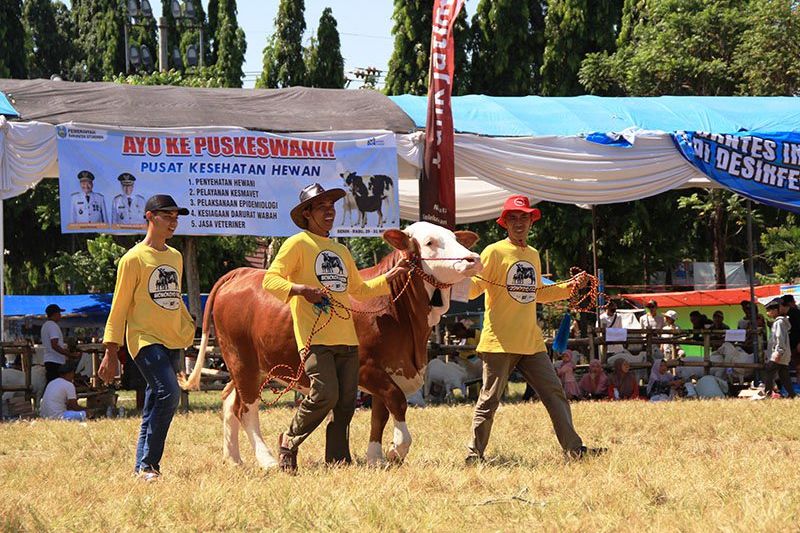 Pemkab Situbondo Gelar Kontes Ternak Sapi dan Domba 2023, 12 Kategori Diperlombakan