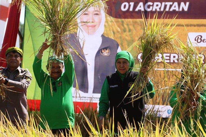 Panen Perdana Padi BK 01 dan BK 02, Gubernur Jatim Puji Langkah Bupati Situbondo