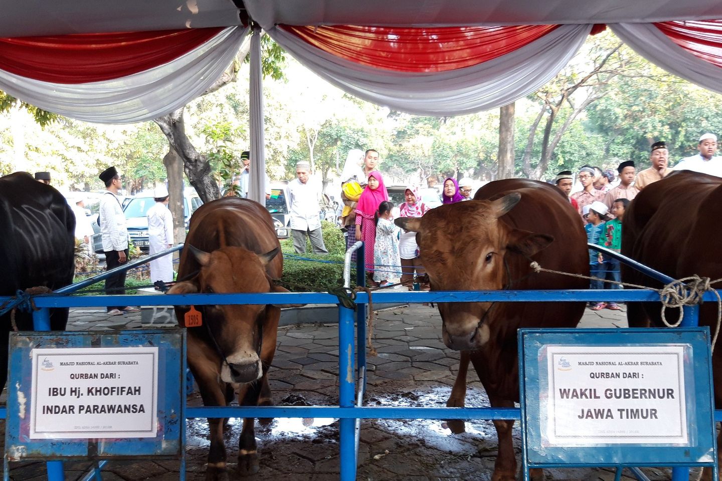 Di Masjid Akbar Surabaya, Sapi Jokowi Paling Besar