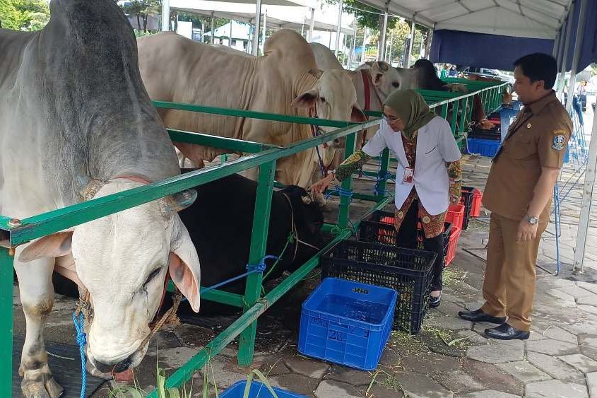 Sapi Kurban Presiden Mengamuk di Masjid Al-Akbar Surabaya