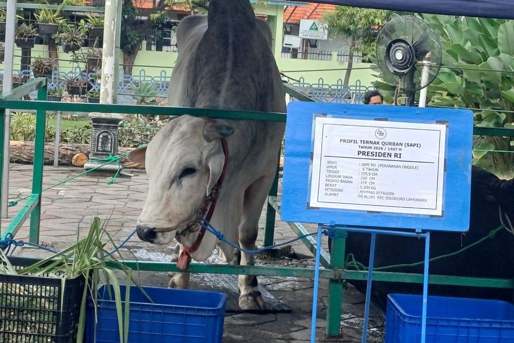 Sapi Kurban Presiden dari APBN, Di Mana Batas Ibadah dan Anggaran Negara?