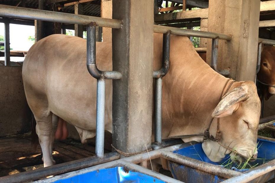 Prabowo Pilih Dua Sapi Kurban Jumbo dari Mojokerto, Bobotnya Lebih dari Satu Ton
