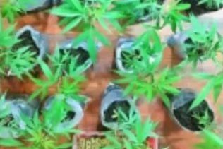 Polres Malang Sita Sabu dan 38 Batang Tanaman Ganja di Kecamatan Tumpang