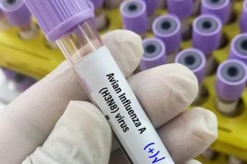 Deteksi Flu Burung dan Pullorum pada Unggas, Lintas Sektor di Jatim Lakukan Pengawasan