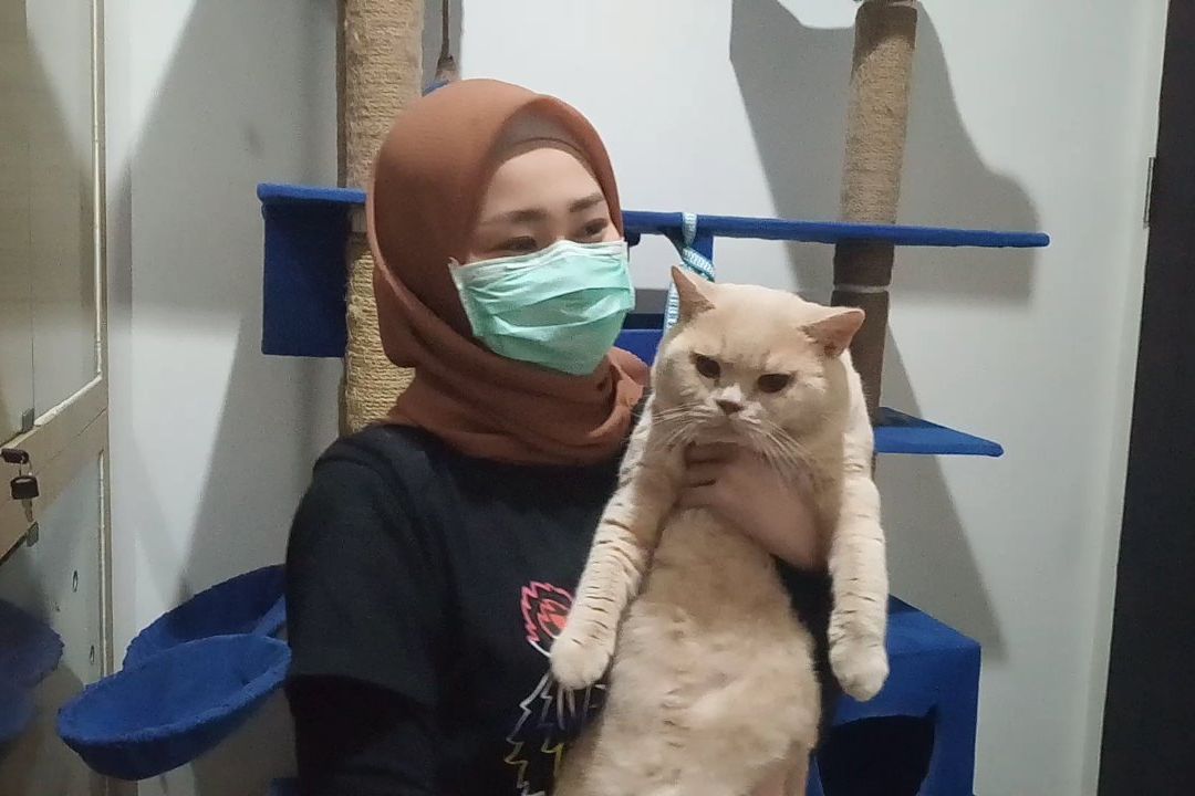 Pandemi Covid-19, Bisnis Kucing Ras Justru Melejit