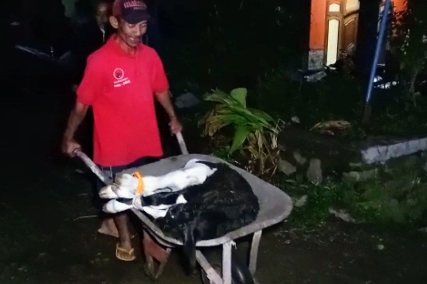Sapi Perah di Ponorogo Mati akibat PMK Capai 132 Ekor