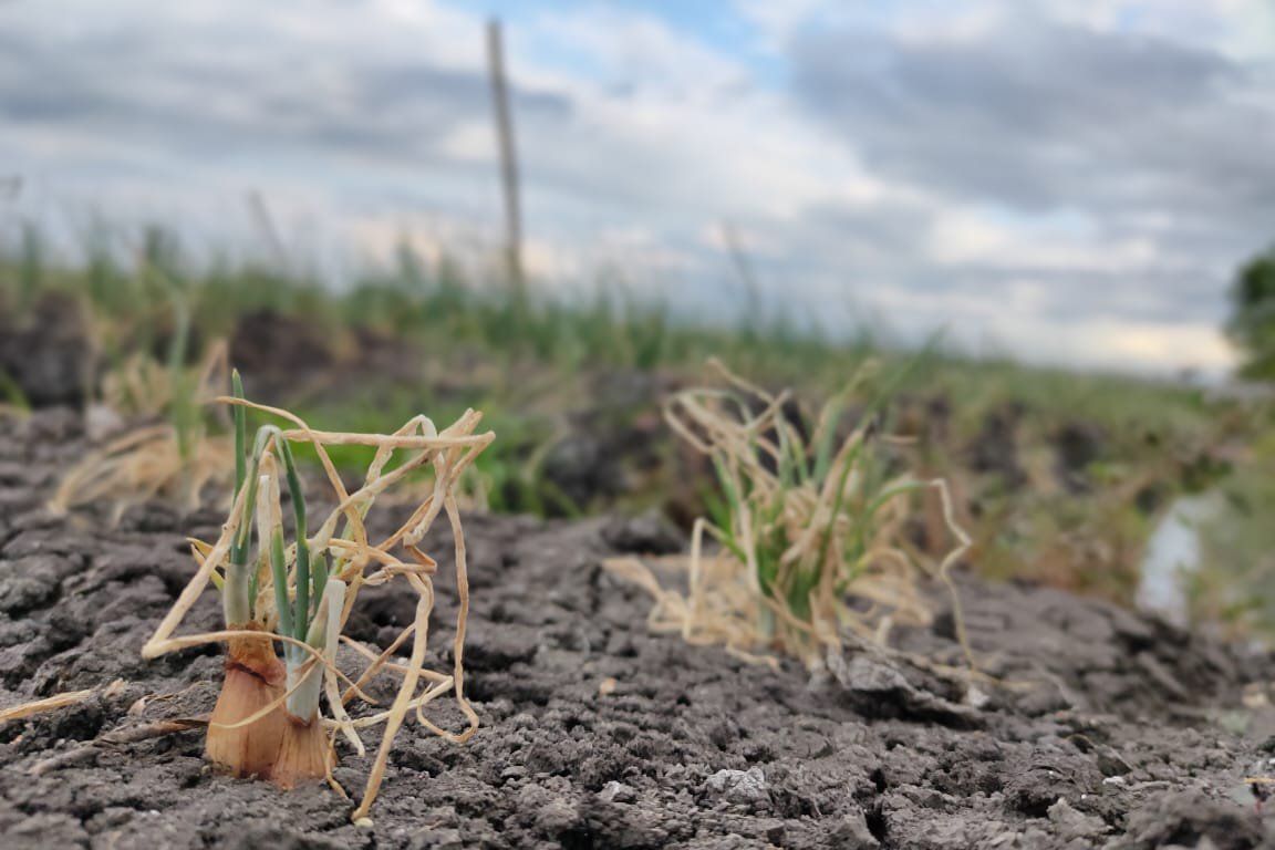 Petani Bawang Probolinggo Gagal Panen Akibat Serangan Hama Ulat