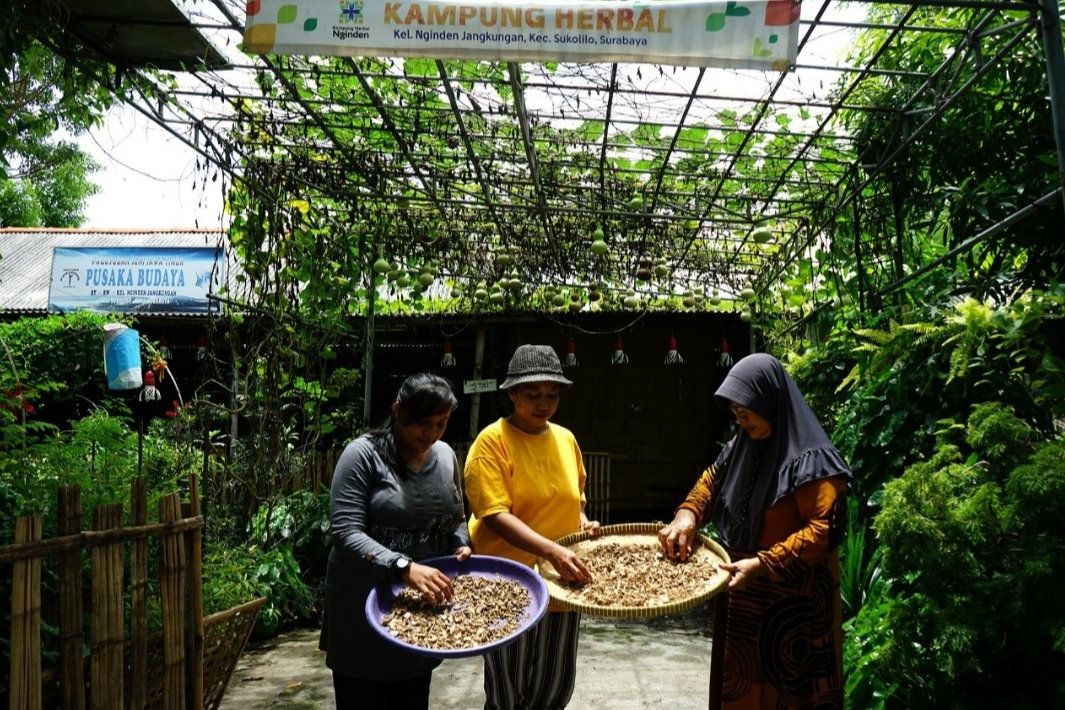 Budidaya Empon-Empon Dilakukan sebelum Muncul Covid-19
