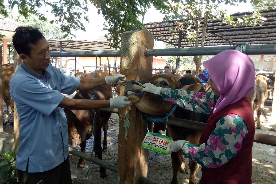 Pemkab Blitar Beri Label Hewan ternak Layak Kurban
