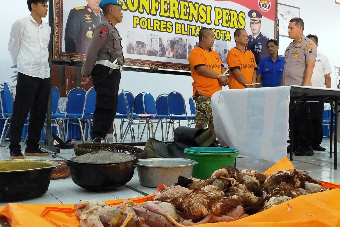 Daging Ayam Tiren Asal Blitar Dijual Sampai ke Malang