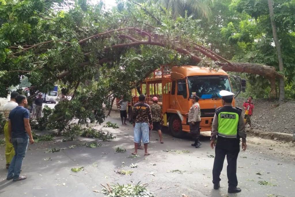Awas, Truk Tertimpa Pohon di Jalur Pantura Situbondo