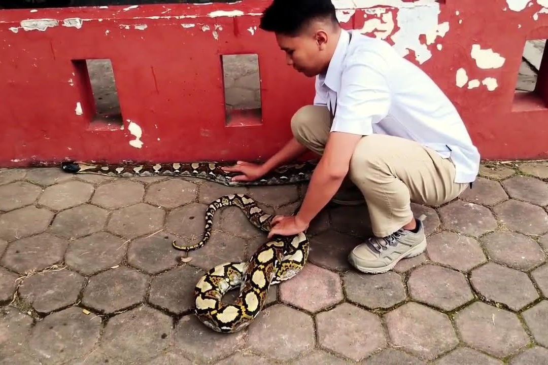 Ular Piton 4 Meter Masuk Permukiman Pacet, BBKSDA Jatim Lakukan Evakuasi