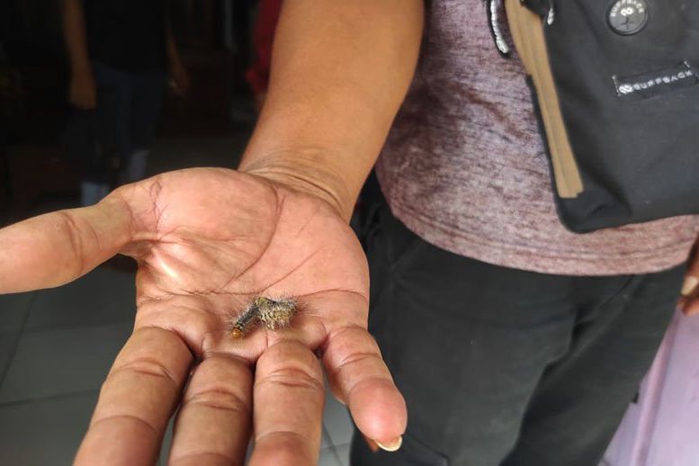 Ulat Bulu Mulai Teror Mojokerto, Warga Resah