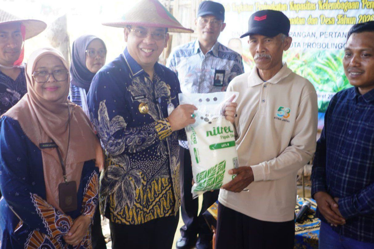 Irigasi Tetes dan Tumpang Sari Jagung Bantu Petani Cabai Probolinggo Tingkatkan Hasil