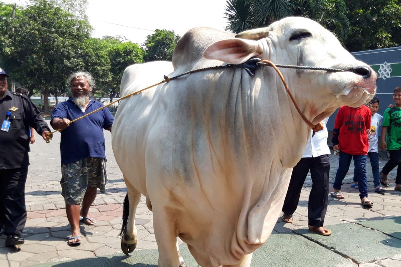 Sapi Joko Widodo Berbobot 1.050 Kilogram