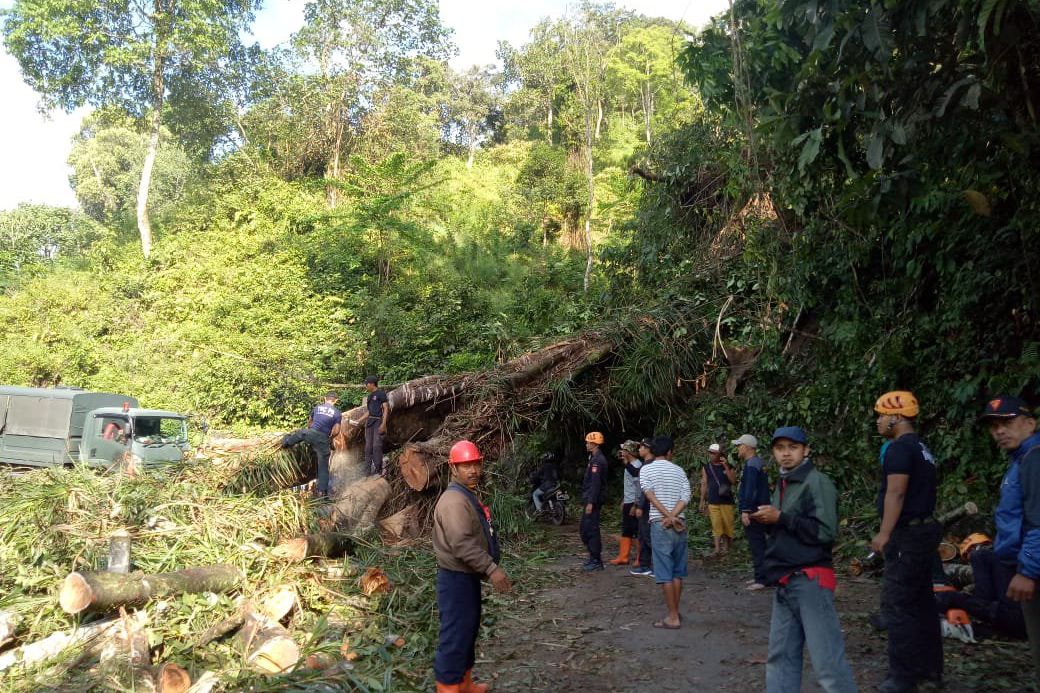 Pohon Tumbang, Jalur Selatan Lumajang-Malang Lumpuh