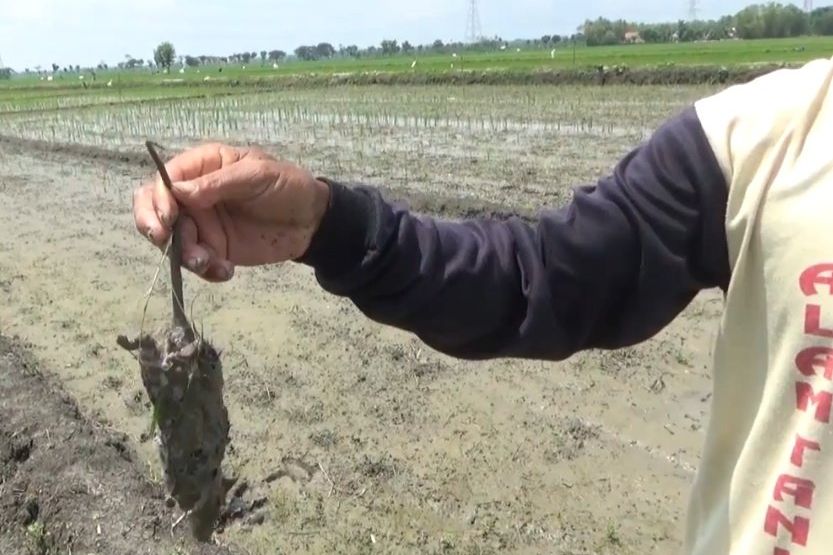 Ratusan Hektar Sawah Diserang Tikus, Dinas Pertanian Madiun Basmi Pakai Cara Ini
