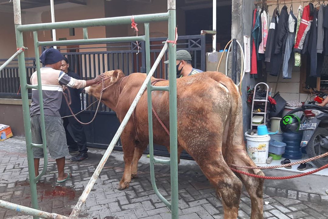 Indahnya Berbagi, Wartawan KOMPAK Berkurban Tiga Sapi